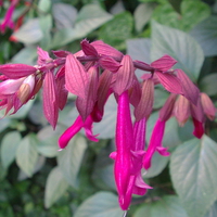 Hot Pink Salvia Plant