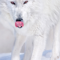 white wolf