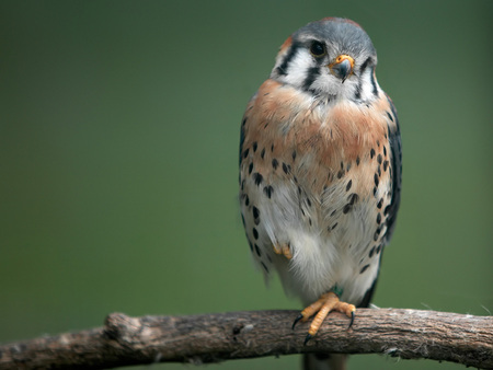 elegant bird