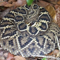 eastern diamondback rattle snake