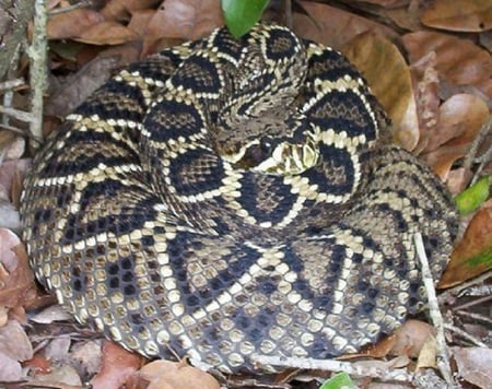 eastern diamondback rattle snake