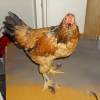 NEW! My New Rooster.