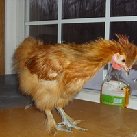 NEW! My Buff Silkie Rooster.