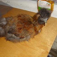 NEW! My Partridge Bearded Silkie