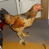 NEW! My Millie Fleur Rooster.