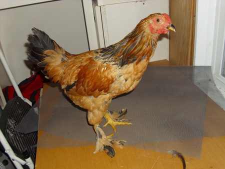 NEW! My Millie Fleur Rooster. - hen, feathers, rooster, farm