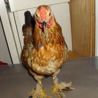 My Millie Fleur Rooster