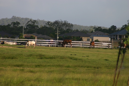 down on the farm - green pasture, horses grazing, country