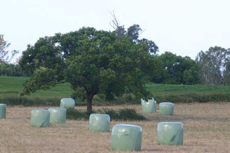 barley bales - kinda alian looking, food for animals, green bales of barley, country