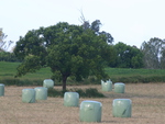 barley bales