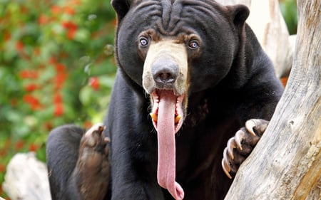 The Long Tounge - bear, long tounge bears, sun bear, black bears