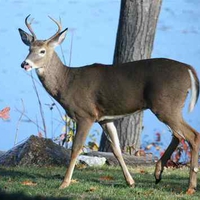 the White-Tailed Deer