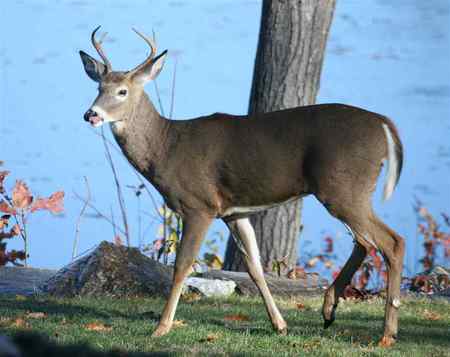 the White-Tailed Deer - doe, key deer, bucks, deer, red deer