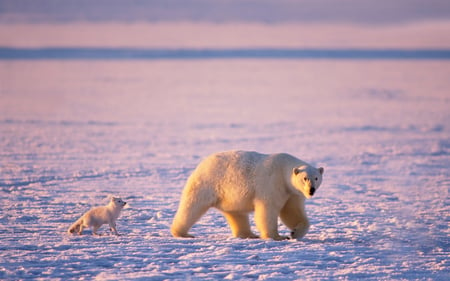 Artic - artic, bear, ice, cold