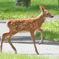 The Baby Fawn