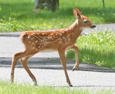 The Baby Fawn - doe, deer, bucks, spotted animals, baby deer