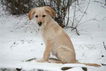 Sandi the Dog - dogs, puppies in snow, puppies, golden retrievers