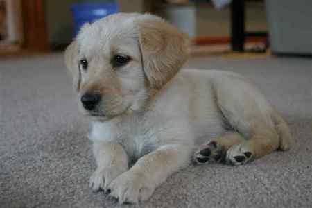 Lil Pup - puppies laying down, labradoodles, dogs, puppies, golden dogs