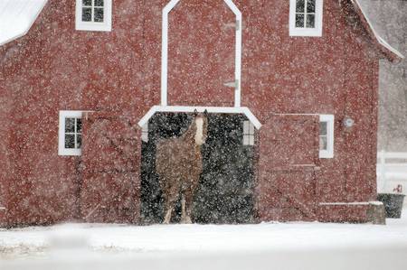 Snow Problem - winter, horses, barn, snow, animals