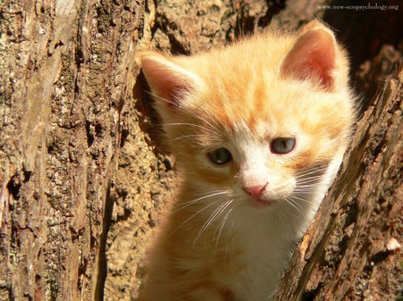 Cute kitten - pet, animal, kitten, feline, mammal, cat