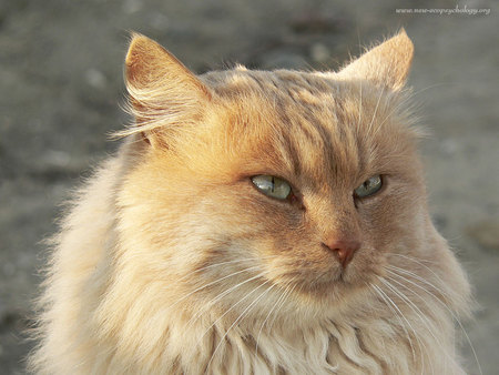 Majestic fluffy cat - pet, animal, kitten, feline, mammal, cat