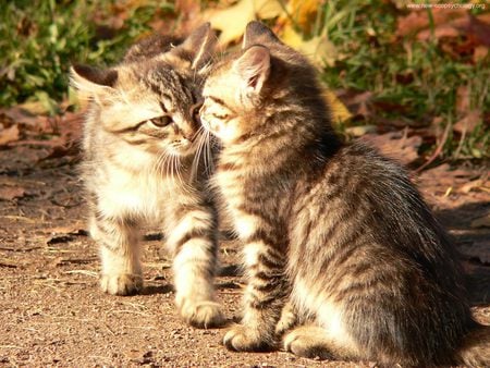 Sweet love - pet, animal, kitten, feline, mammal, cat