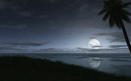 COOL EVENING - moon, sky, stars, evening, reflection, palm tree, night