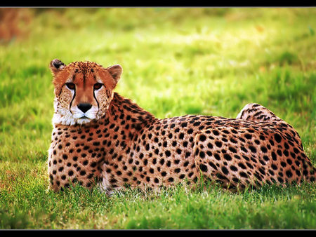 Cheetah - wildlife, cheetah, animal, wild, grass