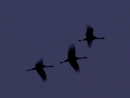 Cranes - bird, crane, animal, fly