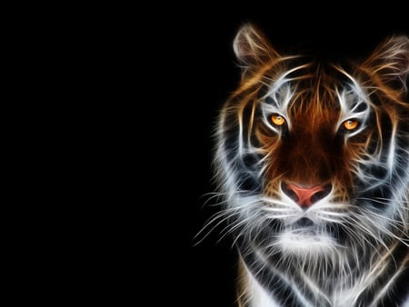 TIGER - design, tiger, factual, cat