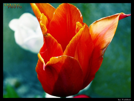 Spring - red, flower, spring, nature, petal