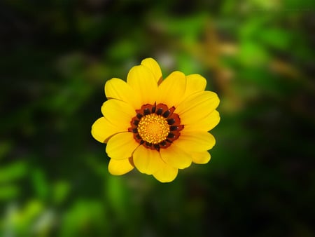 YellowForever (for my friend YellowForever) - petal, nature, yellow, red, flower