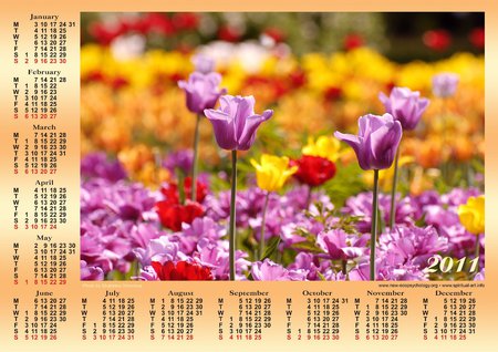 Calendar 2011 English - petal, nature, red, 2011, calendar, flower