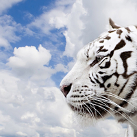 WHITE TIGER