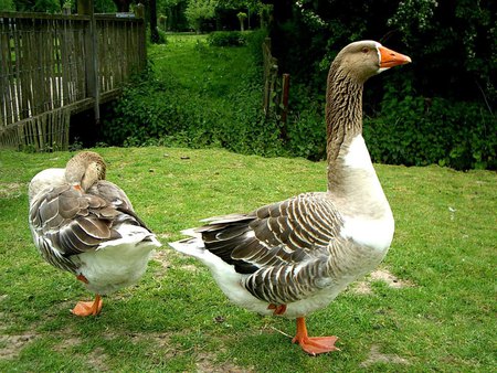 Goose - animal, bird, goose, grass