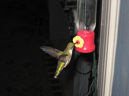 Hummingbird - hummy, tiny, cute, beautiful