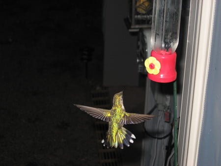 Hummingbirds - fast, tiny, beautiful, friendly