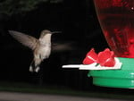 Hummingbird