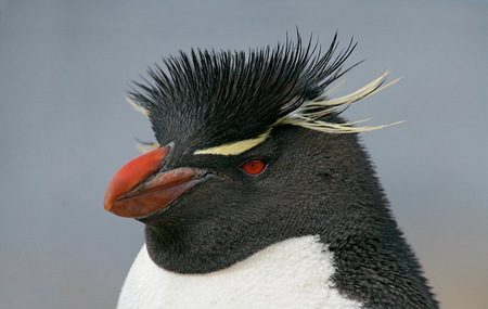 01 - penquins, nature, ocean, cute