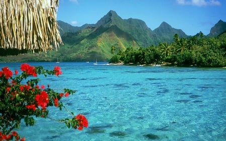 hut by the beach - trees, hills, water, nature, sea, hut, flower