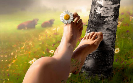 flower field - field, flowers, feet, flower