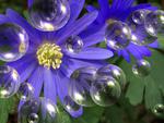 blue daisy