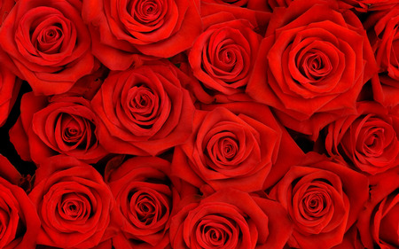 Beautiful red roses - roses, flowers, beauty, red