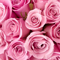 Pink roses