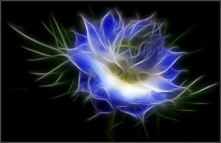 Cornflower - abstract, blue, cornflower, beauty, flower, light, black, white, 3d