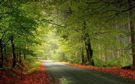 quiet path - forest, pretty, beauty, beautiful, leaves, brown, trees, nature, green