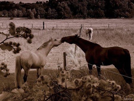 Sweet Love - white, horses, brown, meadow, love