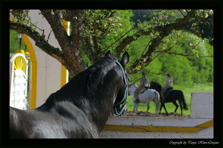 Longing - horses, andalusian, black, spanish