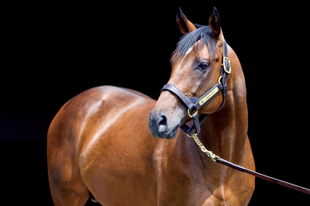 Race Horse - race horse, thoroughbred, horses, bay, english