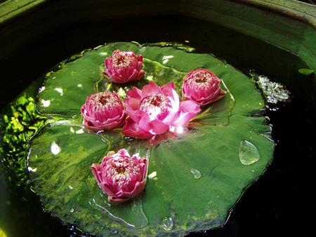 Water lily and lotus - nature, lotus, lily, pink, water, green, leaf, flowers